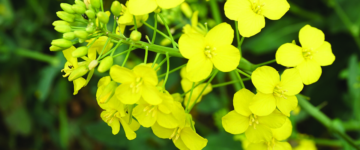 Policy failures ‘undermine UK rape’