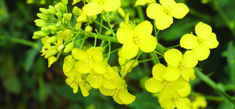 Policy failures ‘undermine UK rape’