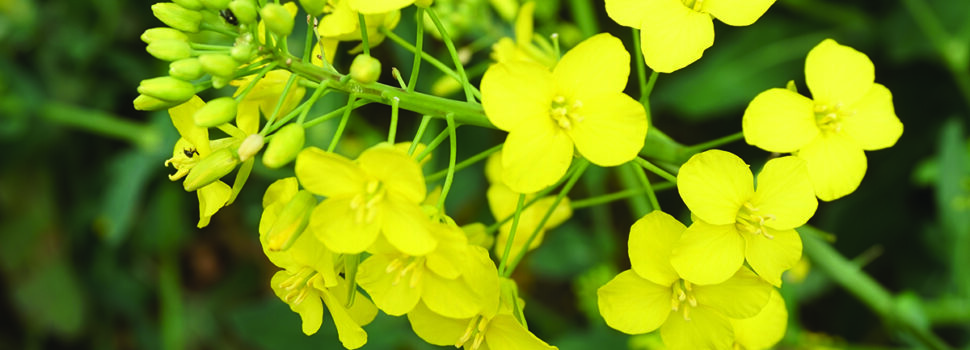 Policy failures ‘undermine UK rape’