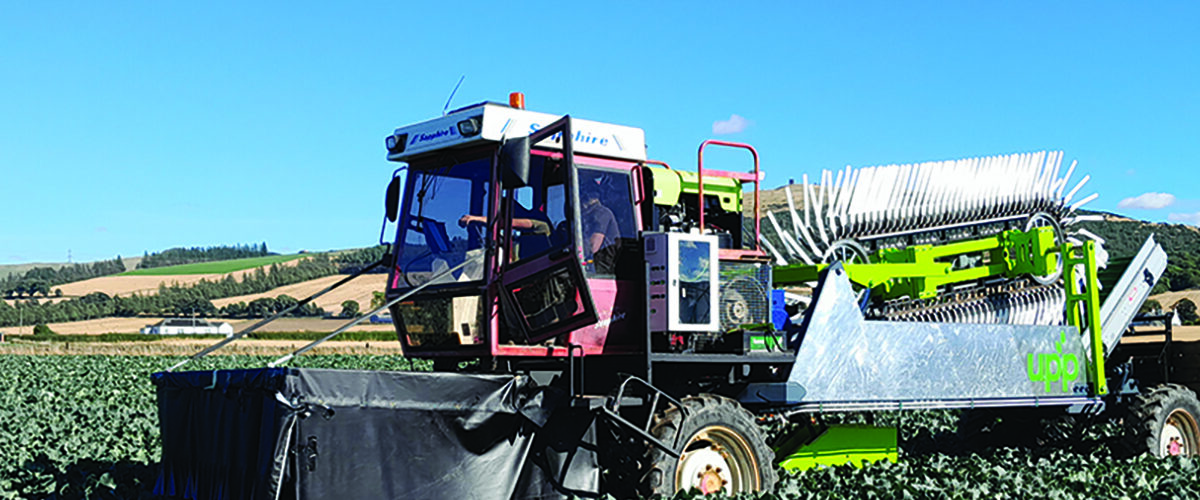 Harvester set to transform broccoli sector
