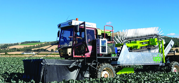 Harvester set to transform broccoli sector