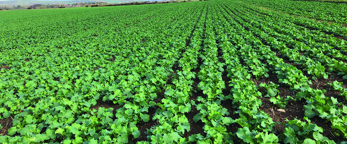 Rape seed sales boom as revival continues