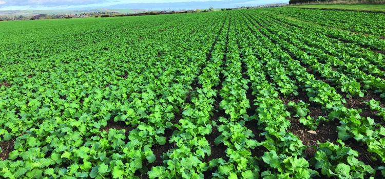 Rape seed sales boom as revival continues