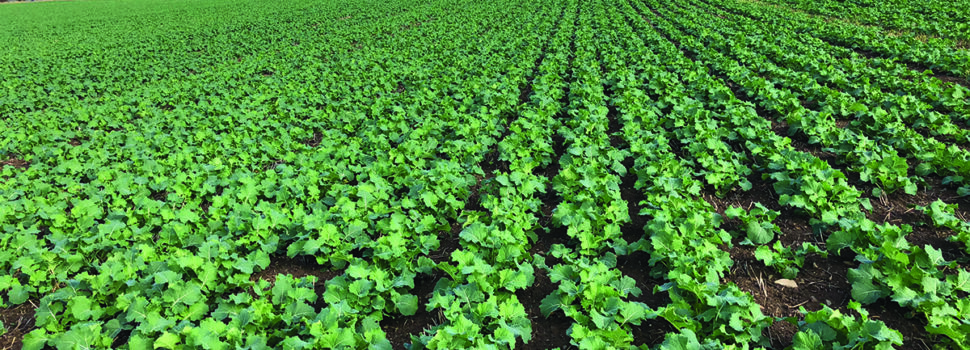 Rape seed sales boom as revival continues