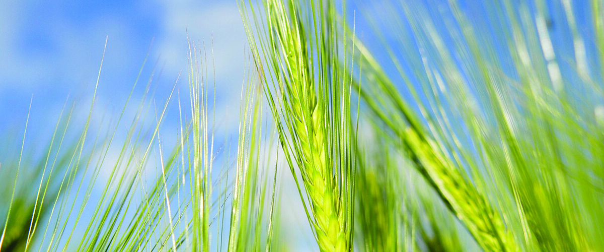 Watchdog lifts restrictions on fungicide