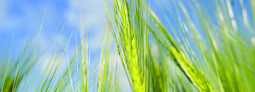 Watchdog lifts restrictions on fungicide