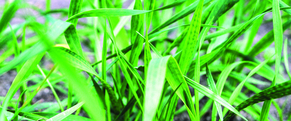 Maximise winter cereal potential with micronutrition this autumn