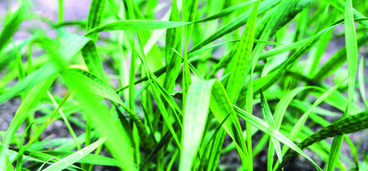 Maximise winter cereal potential with micronutrition this autumn