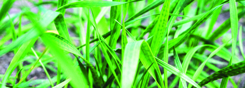 Maximise winter cereal potential with micronutrition this autumn