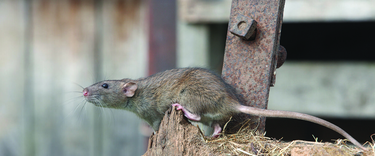 How to  prevent your farm becoming a rodent hotspot this winter