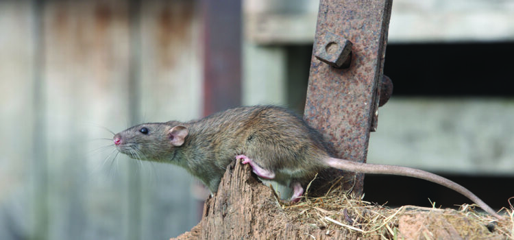 How to  prevent your farm becoming a rodent hotspot this winter