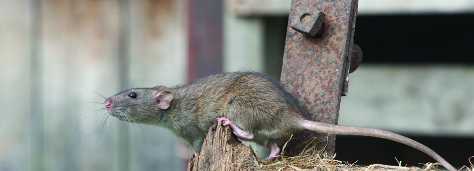 How to  prevent your farm becoming a rodent hotspot this winter