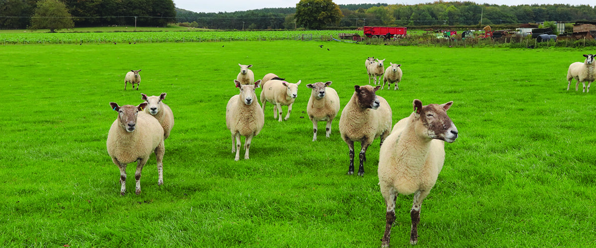 Check forage quality and ewe condition before lambing