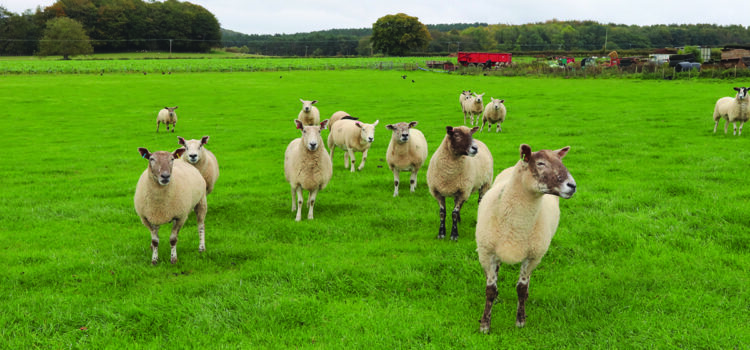 Check forage quality and ewe condition before lambing