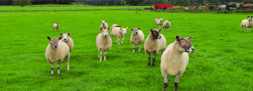 Check forage quality and ewe condition before lambing