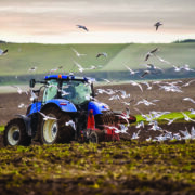 How tracking gulls could predict bird flu outbreaks