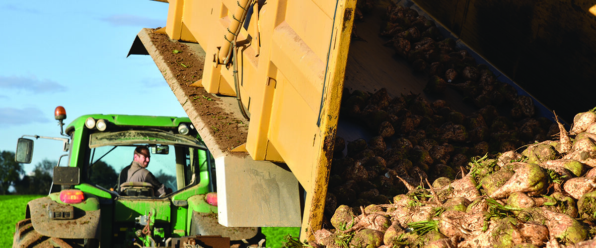 ‘Stay safe’ reminder when carting root crops
