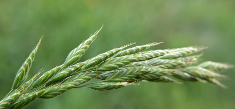 ‘Use sequences not stacks for effective autumn weed control’