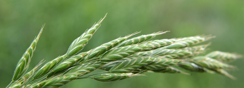 ‘Use sequences not stacks for effective autumn weed control’