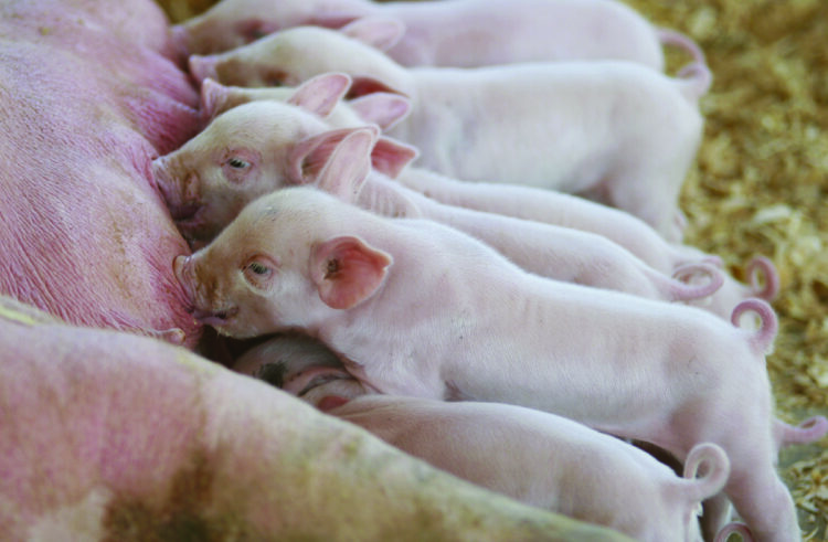 Clarification and guidance on pig euthanasia
