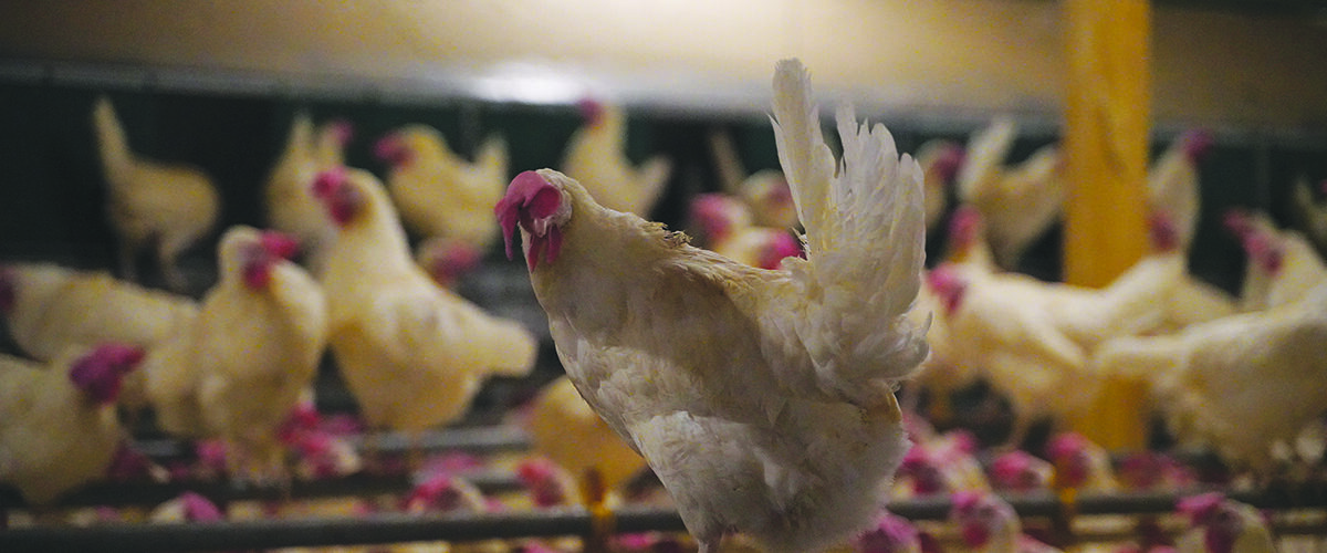 UK poorly prepared for animal disease outbreaks claims report