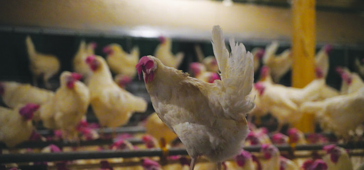 UK poorly prepared for animal disease outbreaks claims report