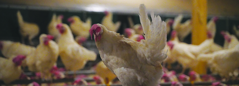 UK poorly prepared for animal disease outbreaks claims report