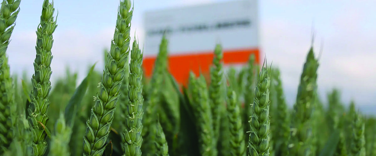 Breeder raises bar with three new winter wheats