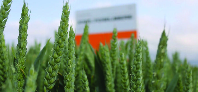 Breeder raises bar with three new winter wheats