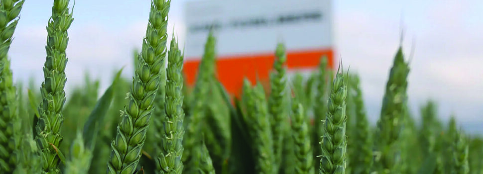 Breeder raises bar with three new winter wheats