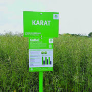 Wide range of rape varieties available