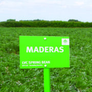 Peas and beans added to 2026 descriptive list