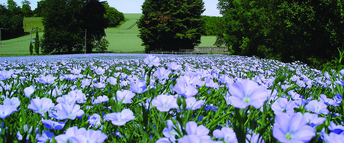 Spring linseed is ‘top performer break crop’