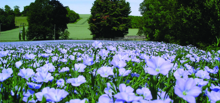 Spring linseed is ‘top performer break crop’