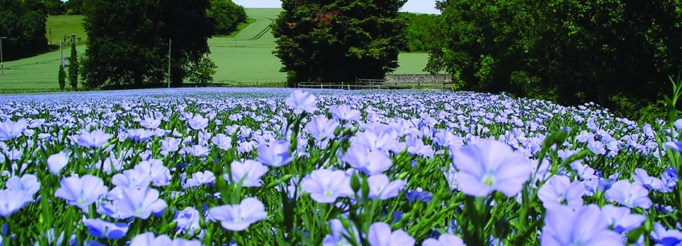 Spring linseed is ‘top performer break crop’