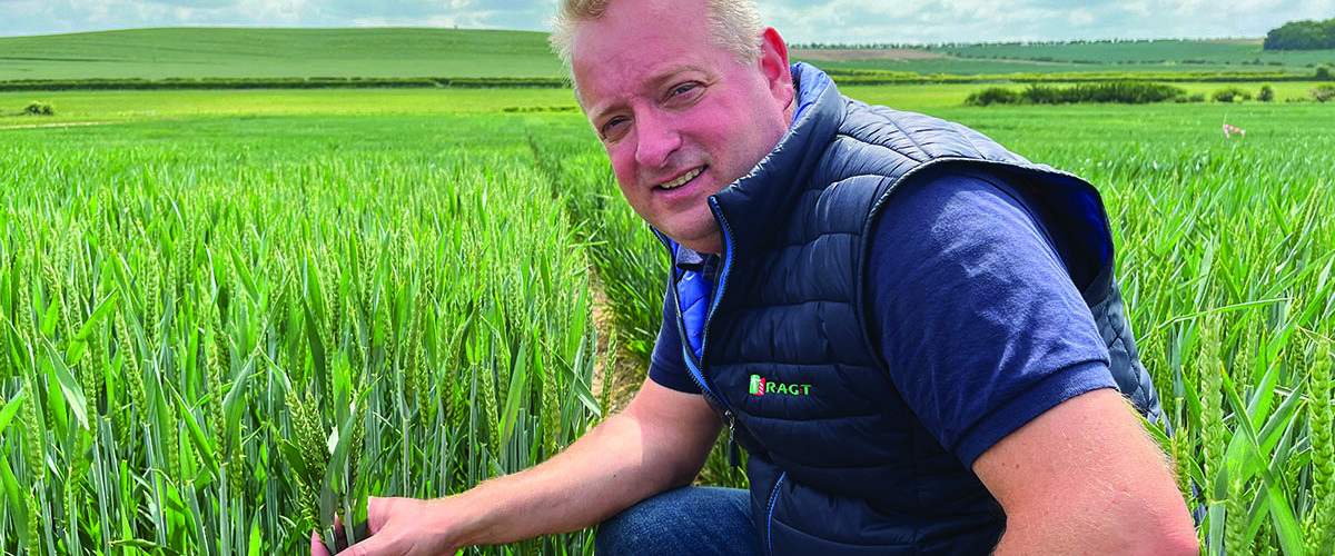 New winter wheat variety closes BYDV resistance yield gap