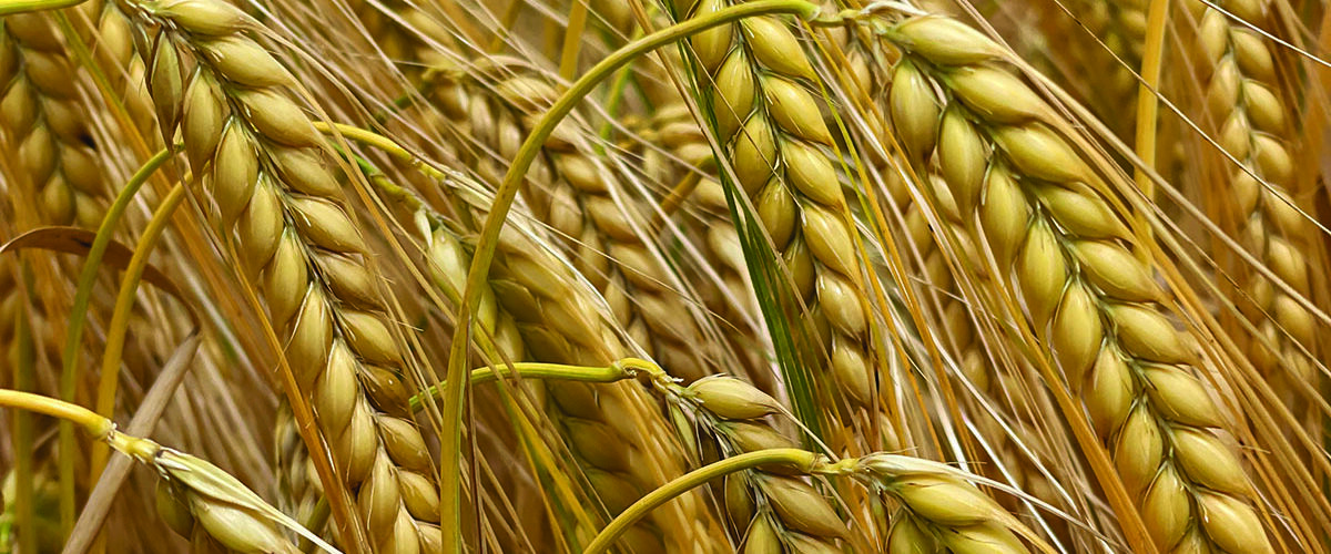 Varieties improve choice for growers