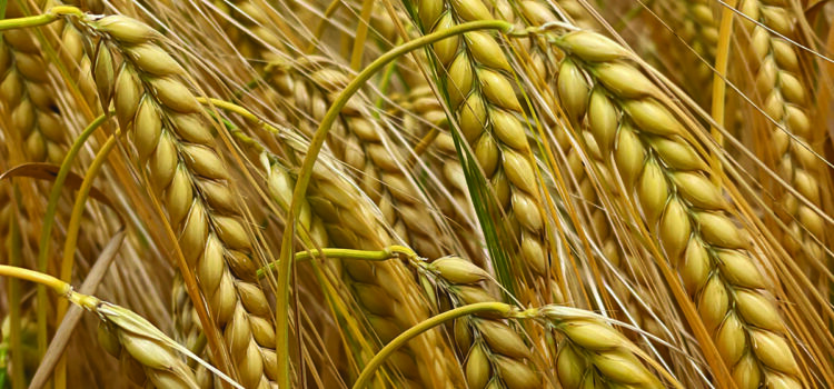 Varieties improve choice for growers