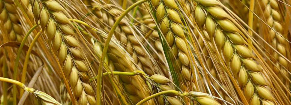 Varieties improve choice for growers