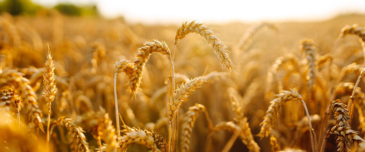 ‘Leaner but fitter’ recommended list