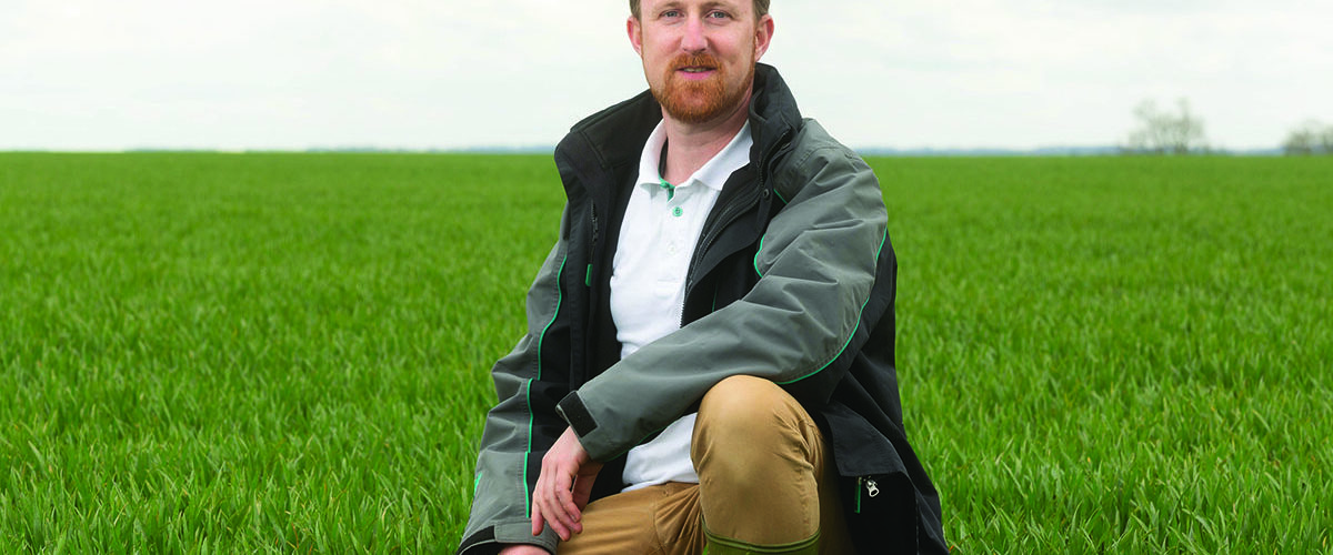 Winter wheat promises yield and quality