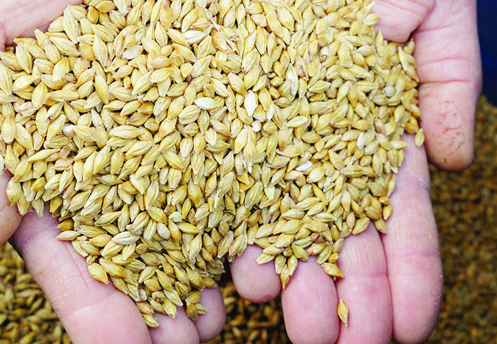 Prioritise flexibility when selecting spring barley