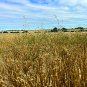 Tackle wild oats early to protect spring barley
