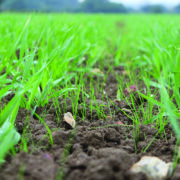 How to achieve the best from weed control this spring