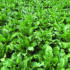 Crop ‘could benefit from biostimulants’