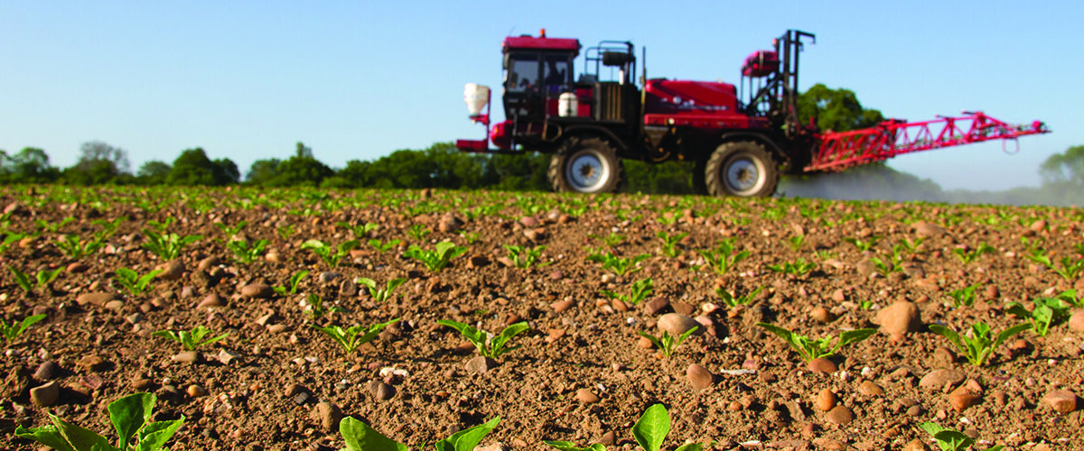 New futures option for sugar beet growers