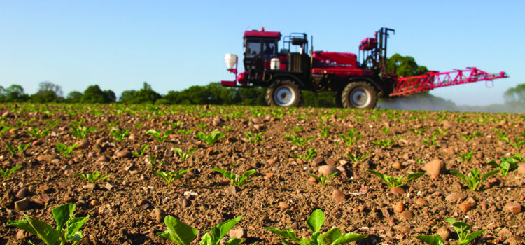 New futures option for sugar beet growers