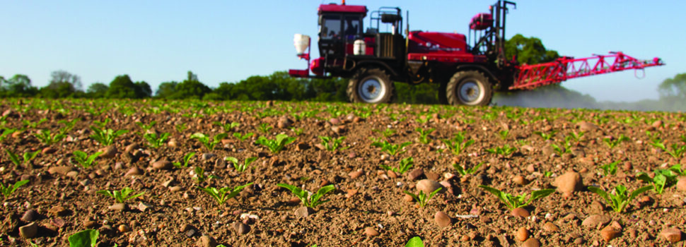 New futures option for sugar beet growers