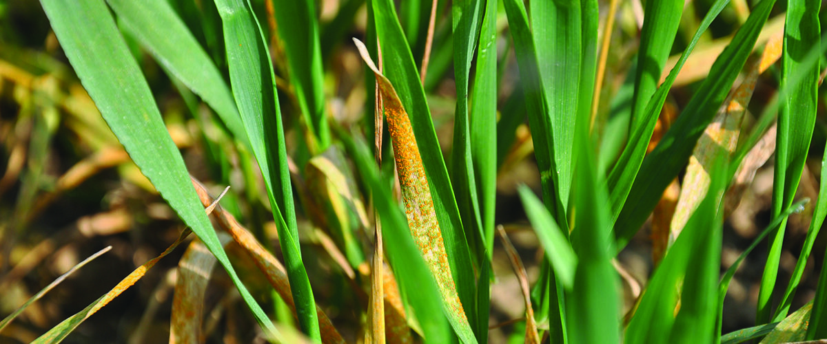Yellow rust spread forces rethink of wheat fungicide programmes