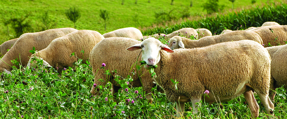 Feeding legumes reduces emissions in livestock